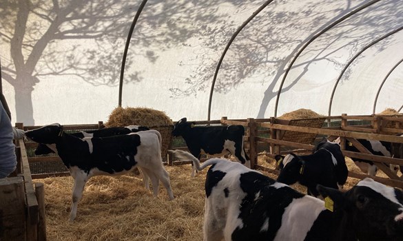 Calves on straw in a polytunnel